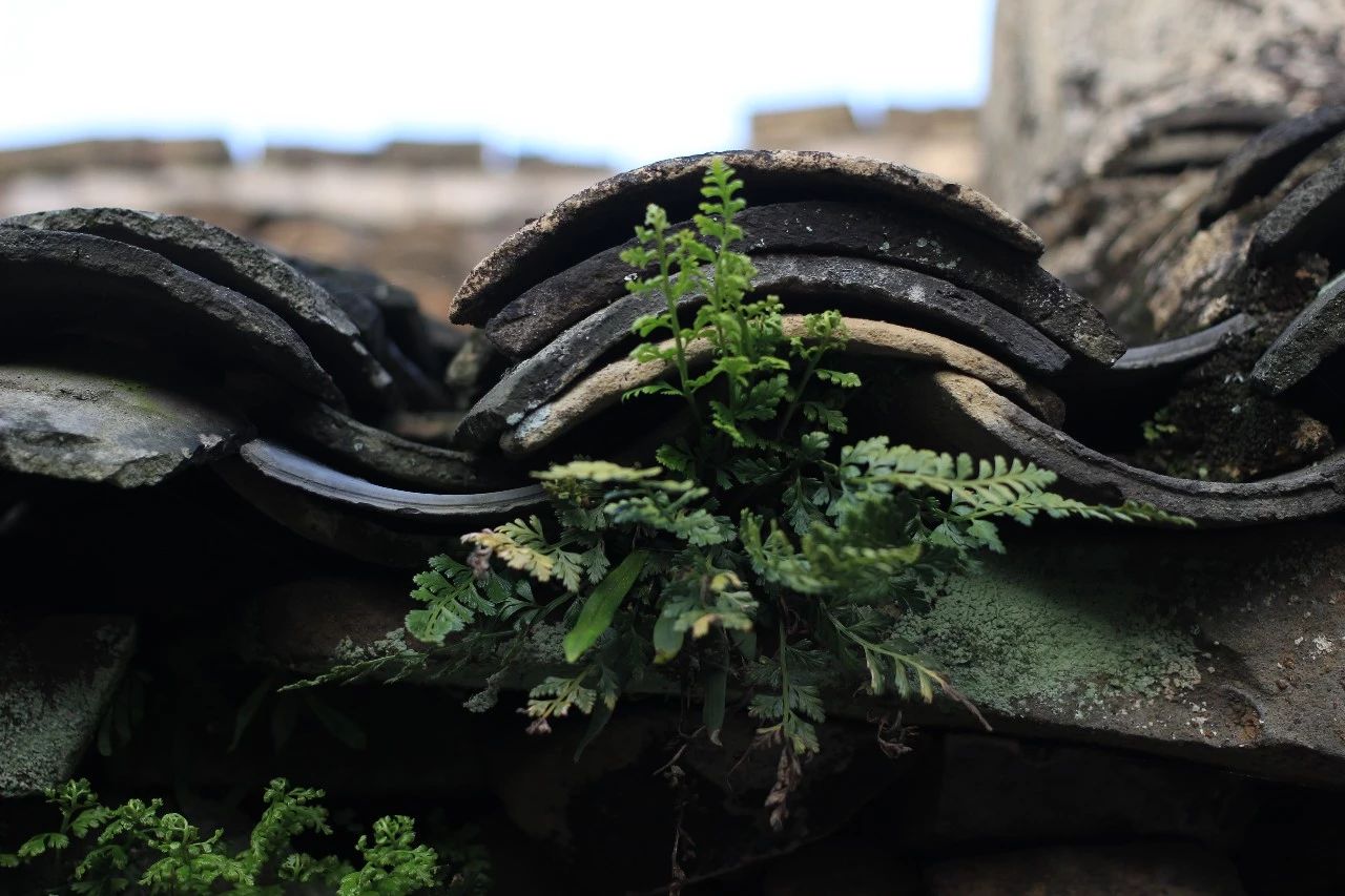 九熹·大樂之野，流水的大樂之野鐵打的小白墻