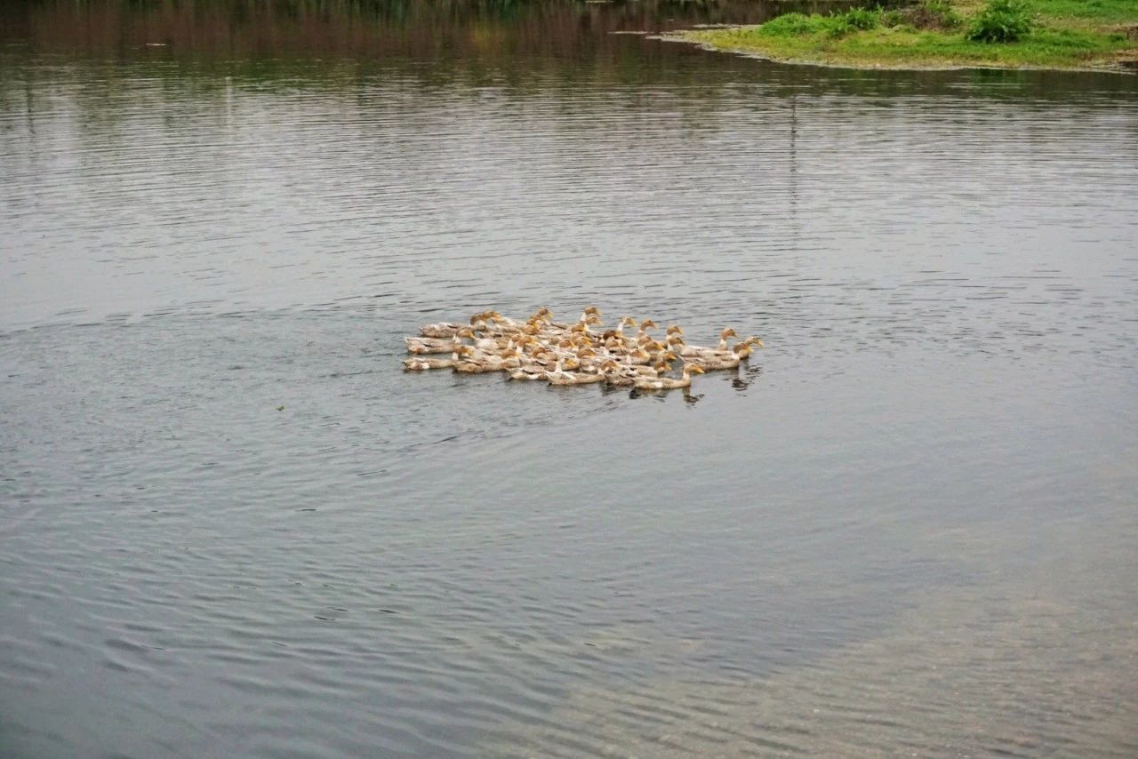 九熹·大樂之野，流水的大樂之野鐵打的小白墻