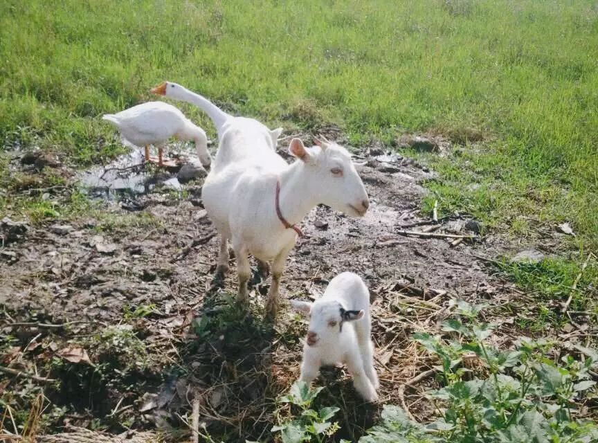 黃山·東田別野，日出而作日落而息的時(shí)光野