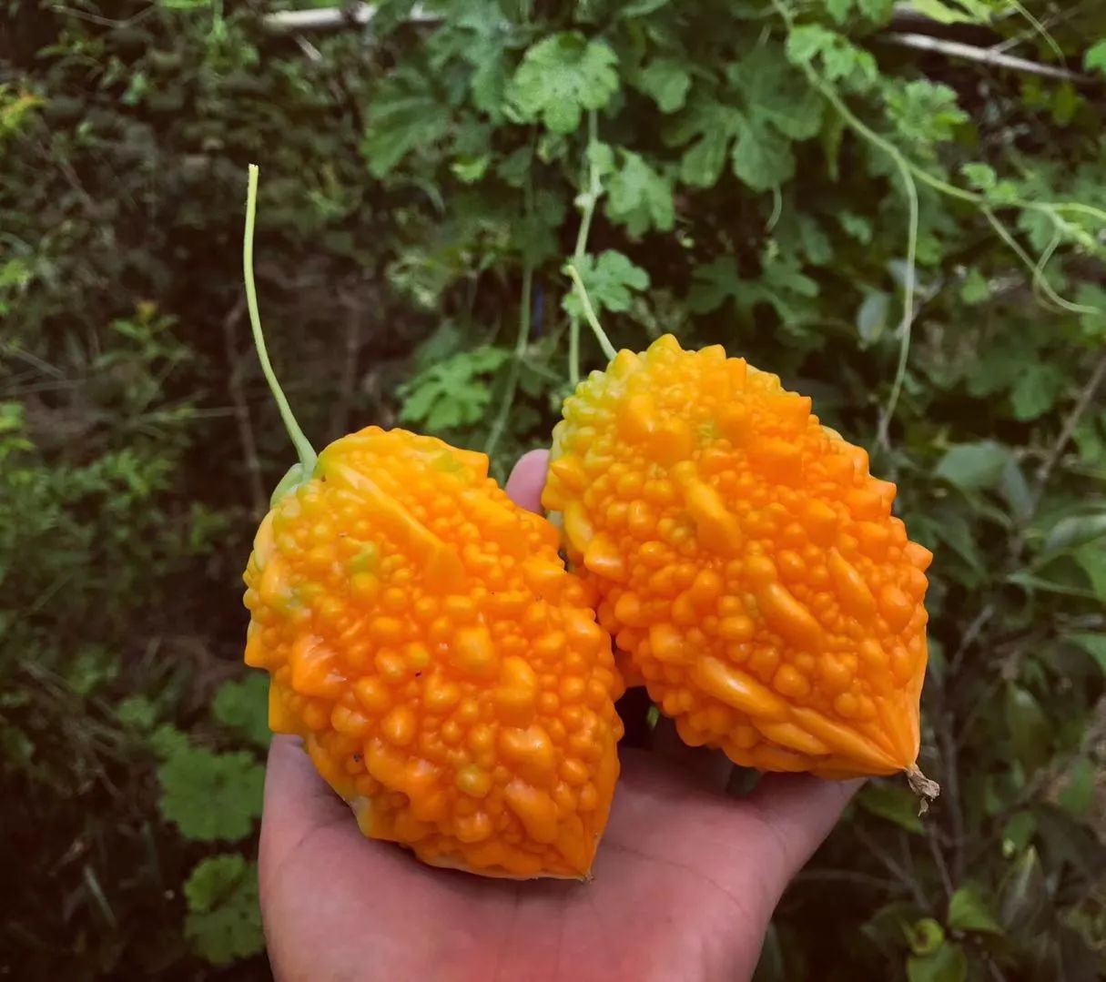 黃山·東田別野，日出而作日落而息的時光野