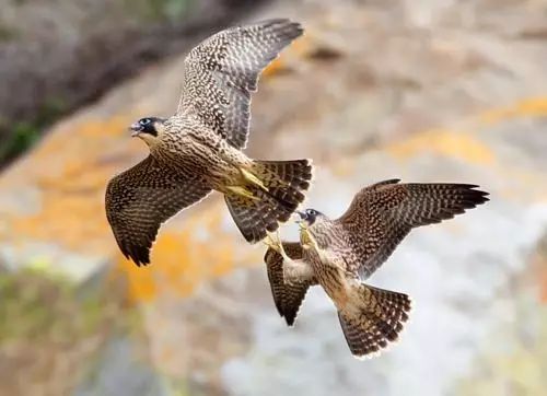 傳說(shuō)中的比翼雙飛，美景美哉!