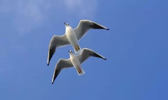 傳說(shuō)中的比翼雙飛，美景美哉!