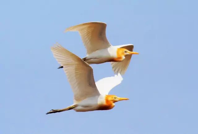 傳說(shuō)中的比翼雙飛，美景美哉!