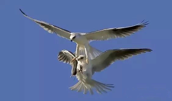 傳說中的比翼雙飛，美景美哉!