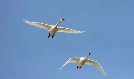 傳說中的比翼雙飛，美景美哉!