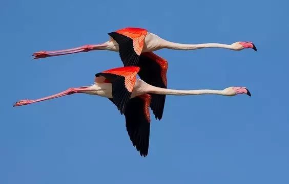 傳說中的比翼雙飛，美景美哉!