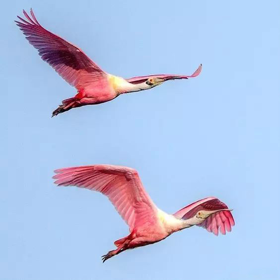 傳說中的比翼雙飛，美景美哉!