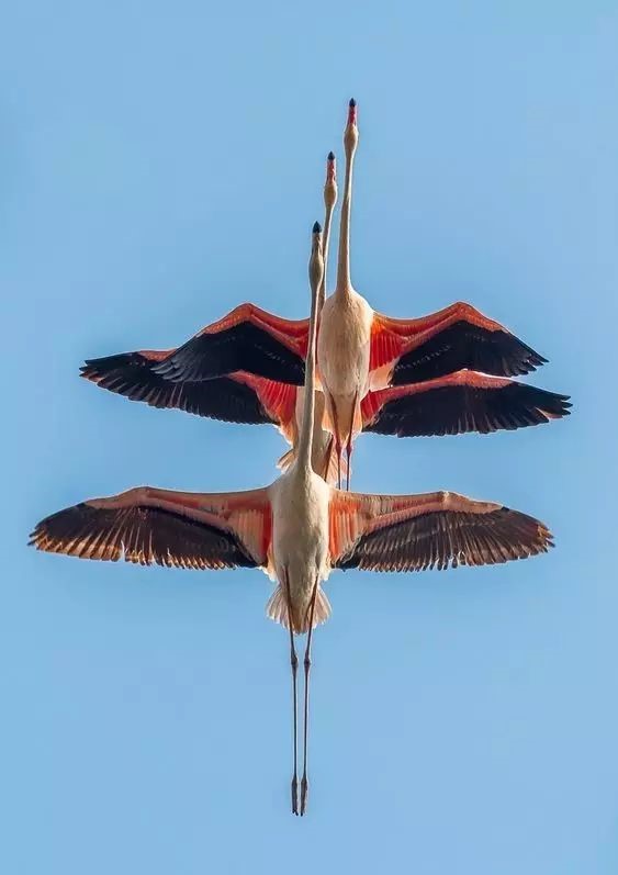 傳說中的比翼雙飛，美景美哉!