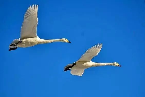 傳說中的比翼雙飛，美景美哉!