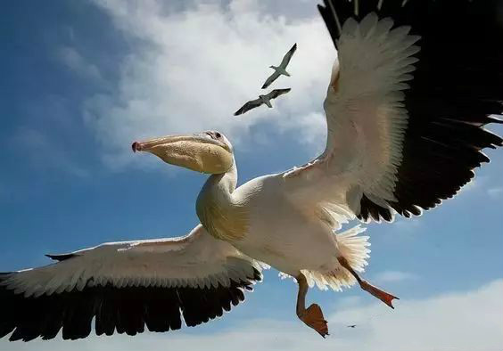 傳說中的比翼雙飛，美景美哉!