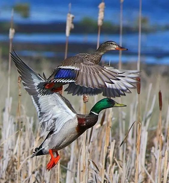 傳說中的比翼雙飛，美景美哉!