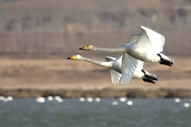 傳說中的比翼雙飛，美景美哉!