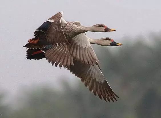 傳說中的比翼雙飛，美景美哉!