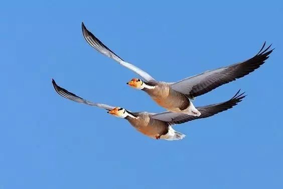 傳說中的比翼雙飛，美景美哉!