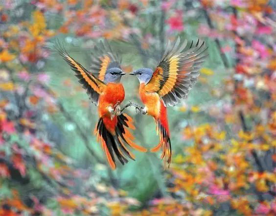 傳說中的比翼雙飛，美景美哉!