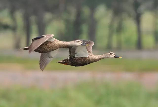 傳說中的比翼雙飛，美景美哉!