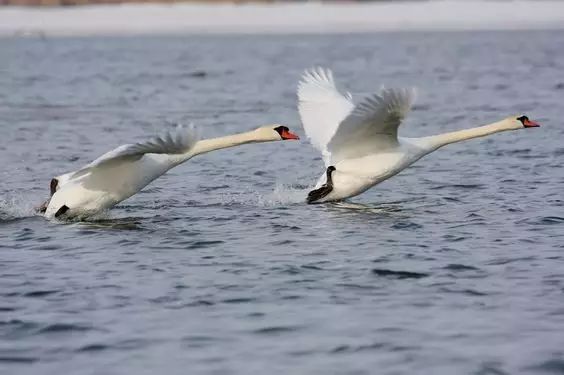 傳說中的比翼雙飛，美景美哉!