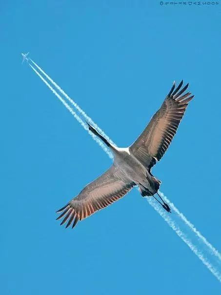 傳說中的比翼雙飛，美景美哉!