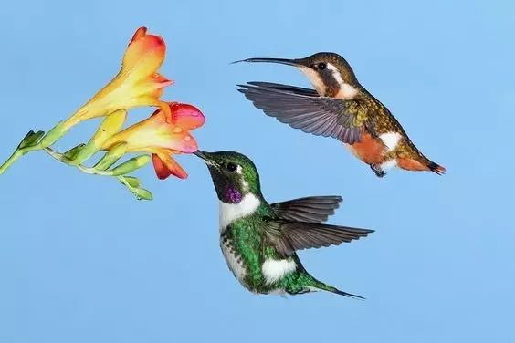 傳說中的比翼雙飛，美景美哉!