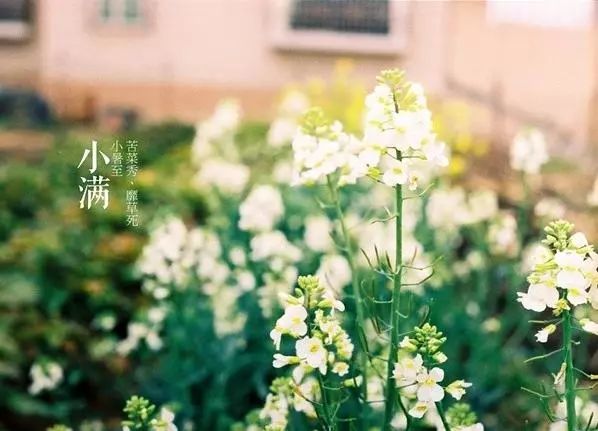 小滿節(jié)氣，人生小滿