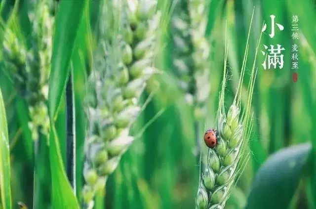 小滿節(jié)氣，人生小滿