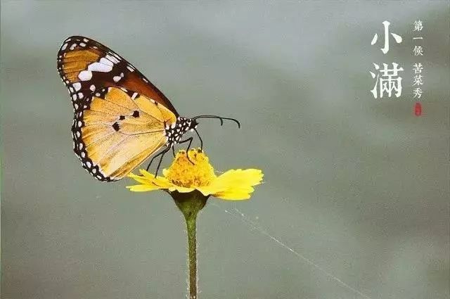 小滿節(jié)氣，人生小滿