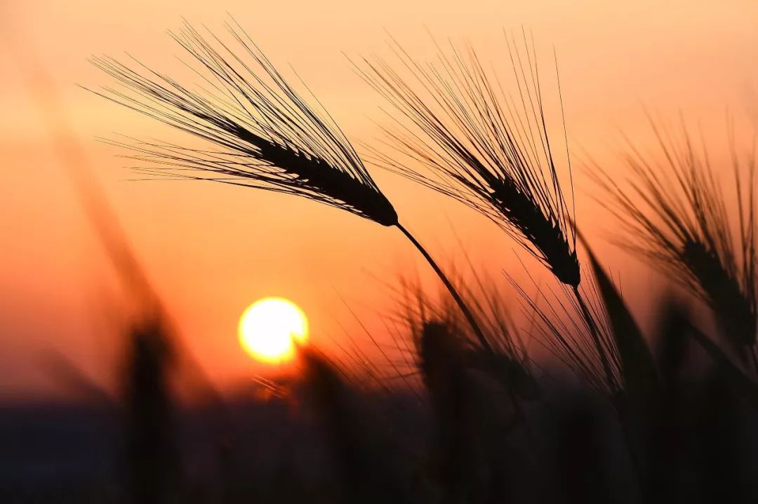 小滿節(jié)氣，人生小滿