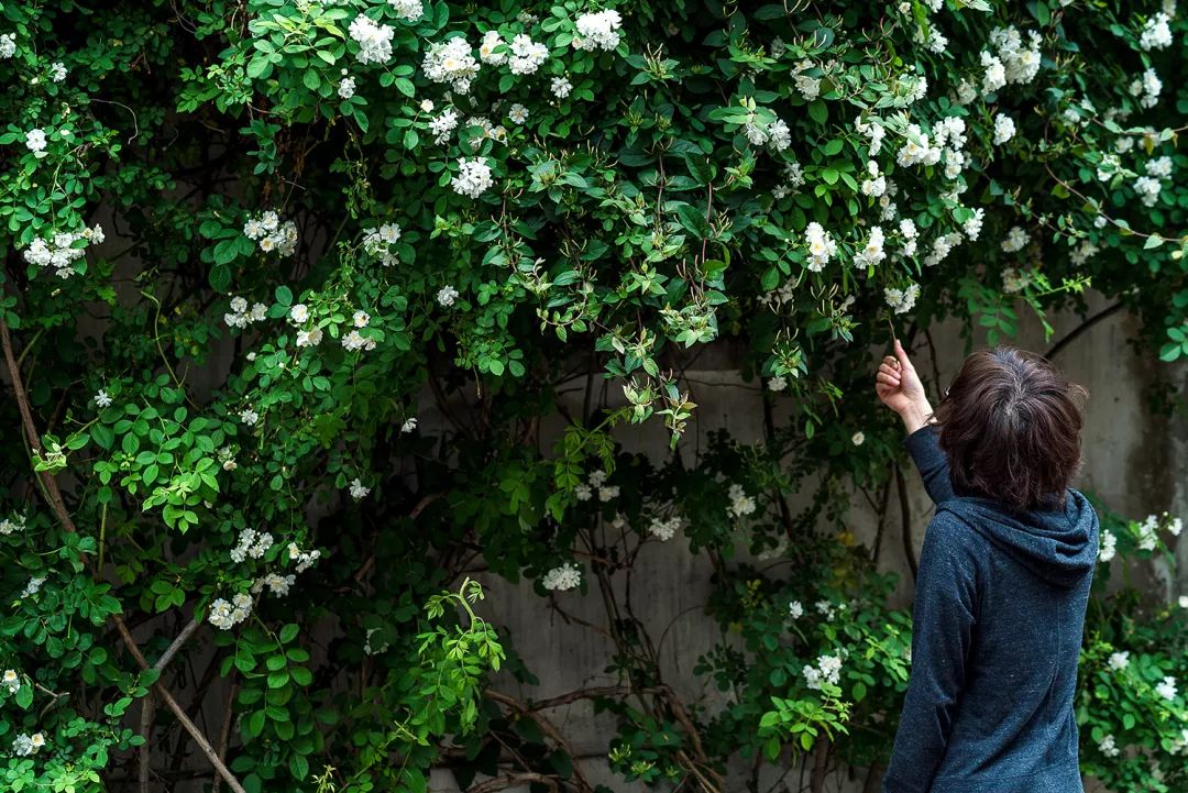 蘇州·蘇舍，在平江路享受蘇州的慢與蘇