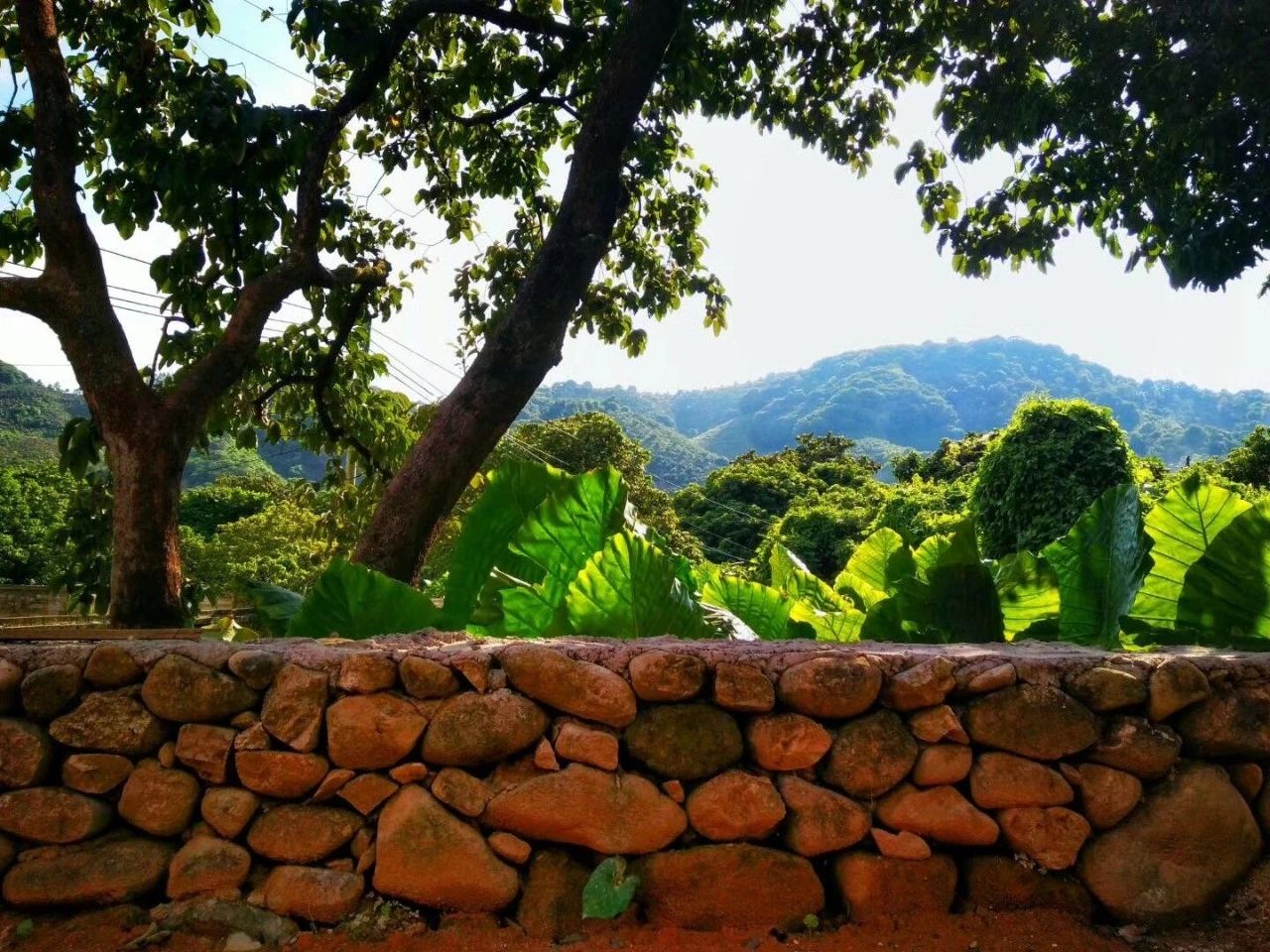 廣州·菁木山舍，有個(gè)木屋開(kāi)滿鮮花看花開(kāi)花落