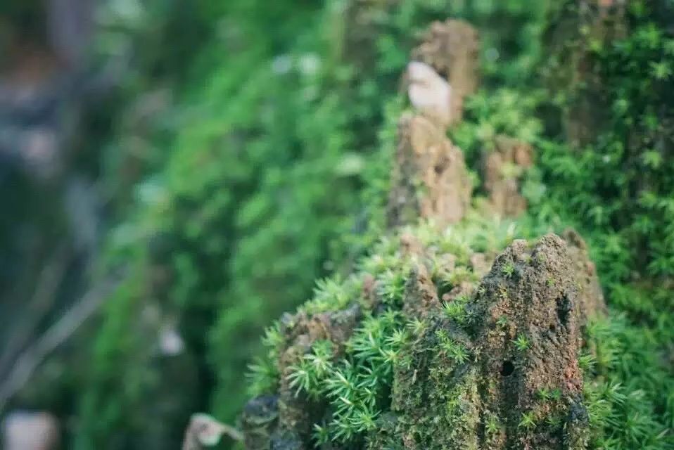 廣州·菁木山舍，有個(gè)木屋開滿鮮花看花開花落