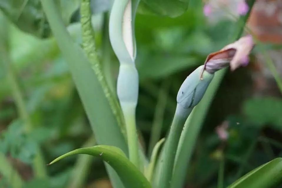 廣州·菁木山舍，有個(gè)木屋開滿鮮花看花開花落