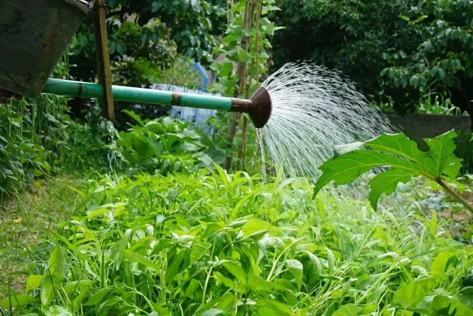 廣州·菁木山舍，有個(gè)木屋開滿鮮花看花開花落