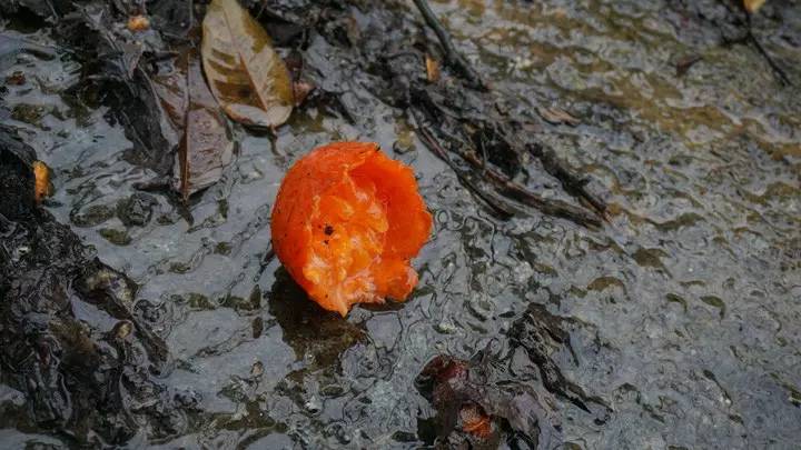 廣州·菁木山舍，有個木屋開滿鮮花看花開花落