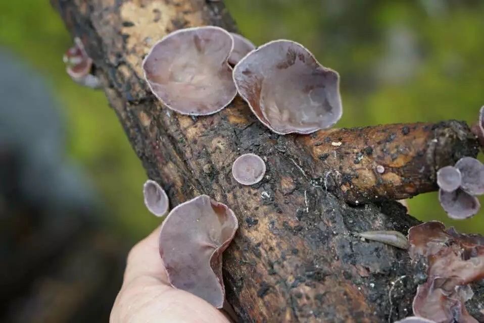 廣州·菁木山舍，有個(gè)木屋開(kāi)滿鮮花看花開(kāi)花落