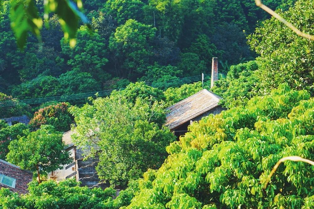 廣州·菁木山舍，有個木屋開滿鮮花看花開花落