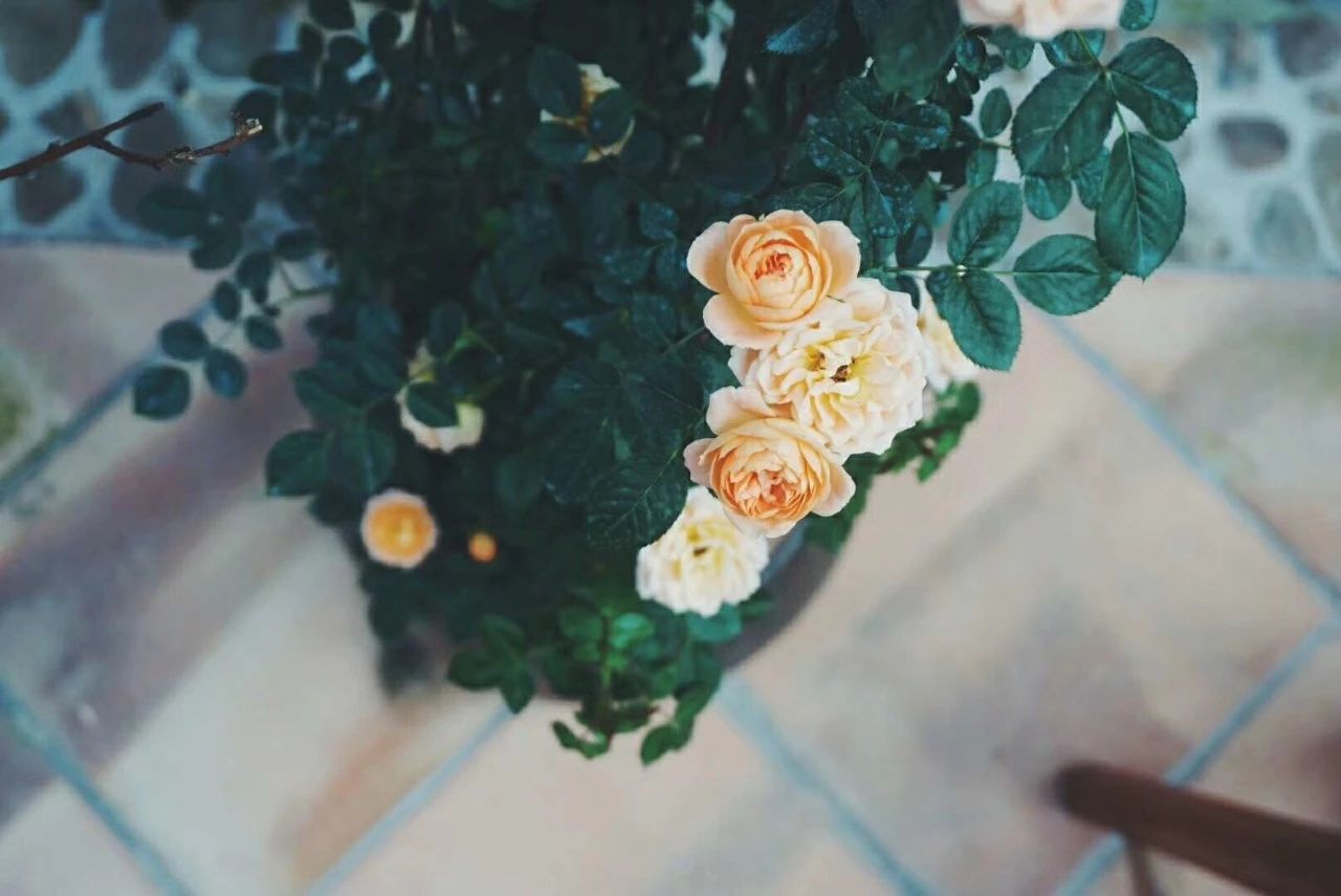 廣州·菁木山舍，有個(gè)木屋開滿鮮花看花開花落