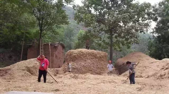 民俗文化童趣：二十年前割麥的童年