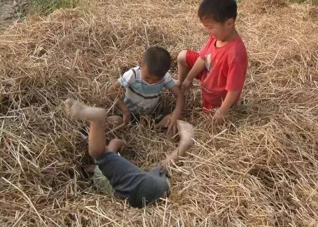 民俗文化童趣：二十年前割麥的童年