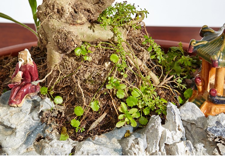 山紫甲石景，姿態(tài)萬(wàn)千盆景藝術(shù)！