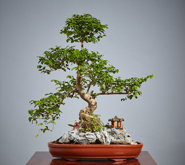 山紫甲石景，姿態(tài)萬(wàn)千盆景藝術(shù)！