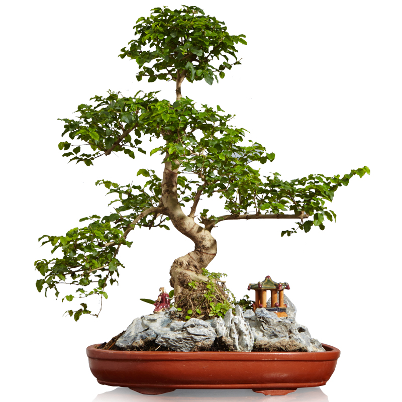 山紫甲石景，姿態(tài)萬(wàn)千盆景藝術(shù)！