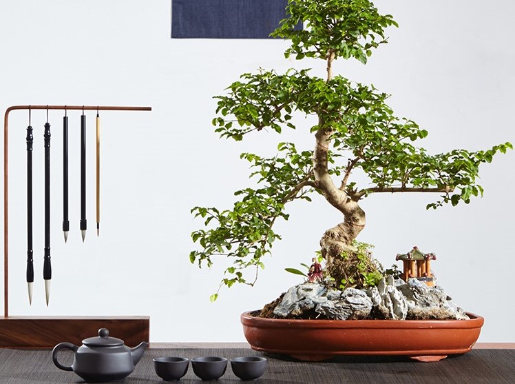 山紫甲石景，姿態(tài)萬(wàn)千盆景藝術(shù)！