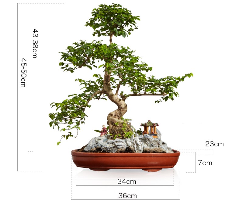 山紫甲石景，姿態(tài)萬(wàn)千盆景藝術(shù)！