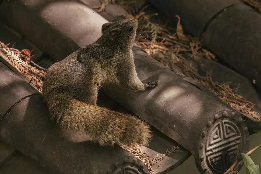 麗江·白馬里，千年古城化作最美背景