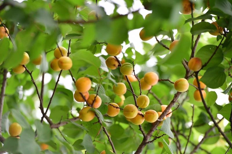 南京·悠然客棧，一方小院一杯清茶一段美好時(shí)光