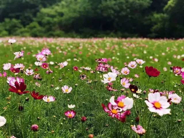 南京·悠然客棧，一方小院一杯清茶一段美好時光