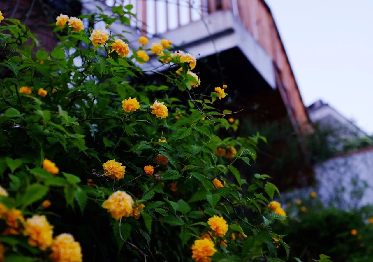 南京·悠然客棧，一方小院一杯清茶一段美好時(shí)光