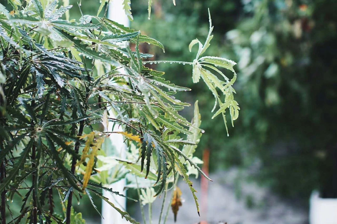 青島·桑吉爾多，把桑吉爾多的民謠帶進(jìn)來