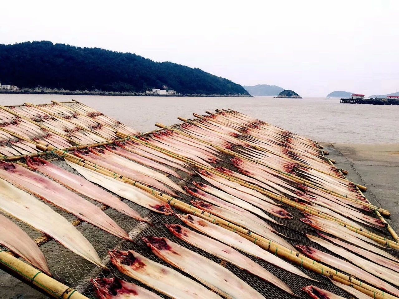 青島·桑吉爾多，把桑吉爾多的民謠帶進(jìn)來