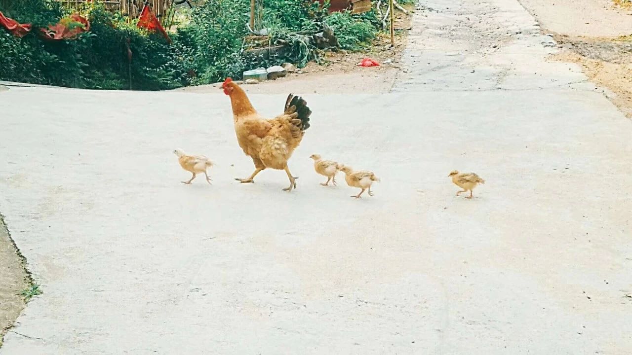 莫干山·玖悅度假酒店，沉浸在風(fēng)景里